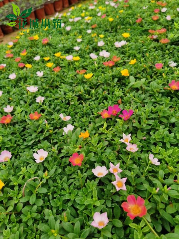 太陽花